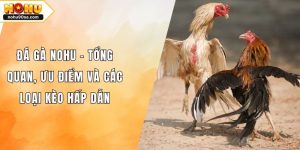 Đá Gà NOHU90 - Tổng Quan, Ưu Điểm Và Các Loại Kèo Hấp Dẫn 2 Đá Gà NOHU - Tổng Quan, Ưu Điểm Và Các Loại Kèo Hấp Dẫn